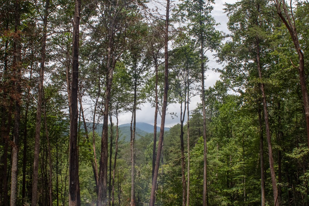 2 Clay's Way Cherry Log, GA 30522 - Photo 5 of 10 a view of forest