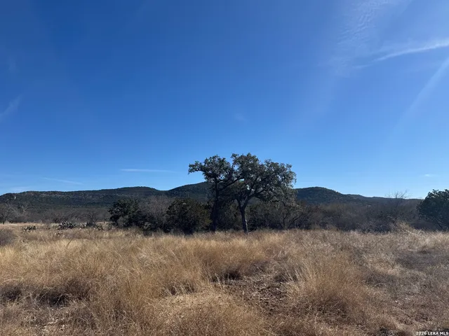 a view of backyard and trees