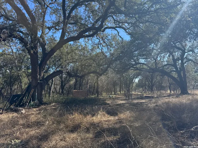 a view of a yard with a tree