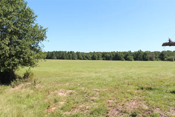 a big yard with lots of green space and plants