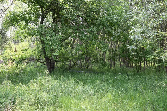 $530,000 | 197 East Elm Street, Cedar Springs, MI 49319