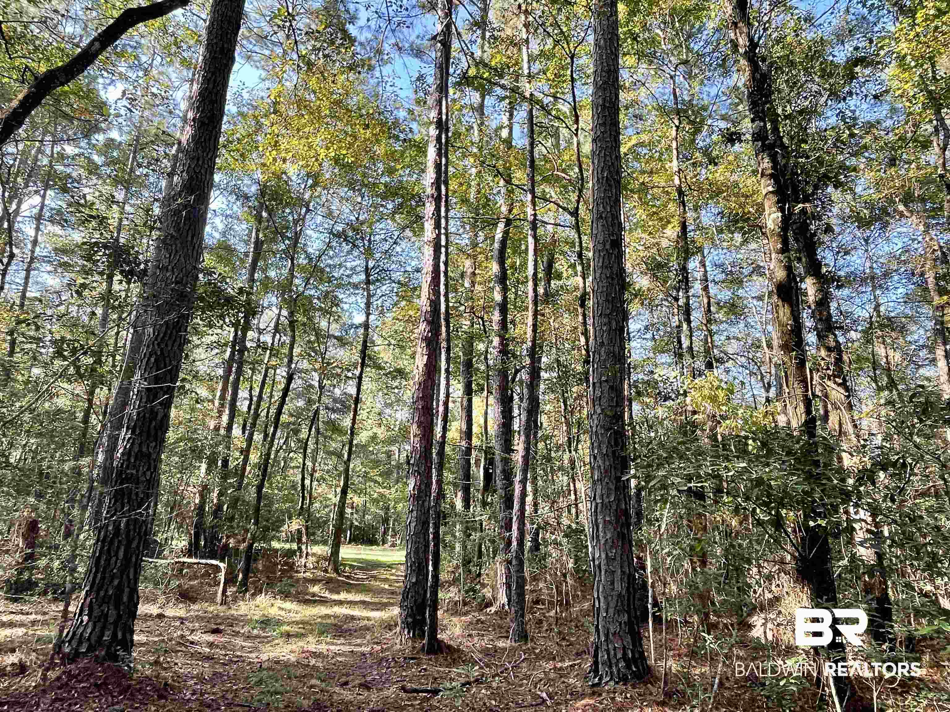 0 Country Road Vinegar Bend, AL 36584 - Photo 15 of 46