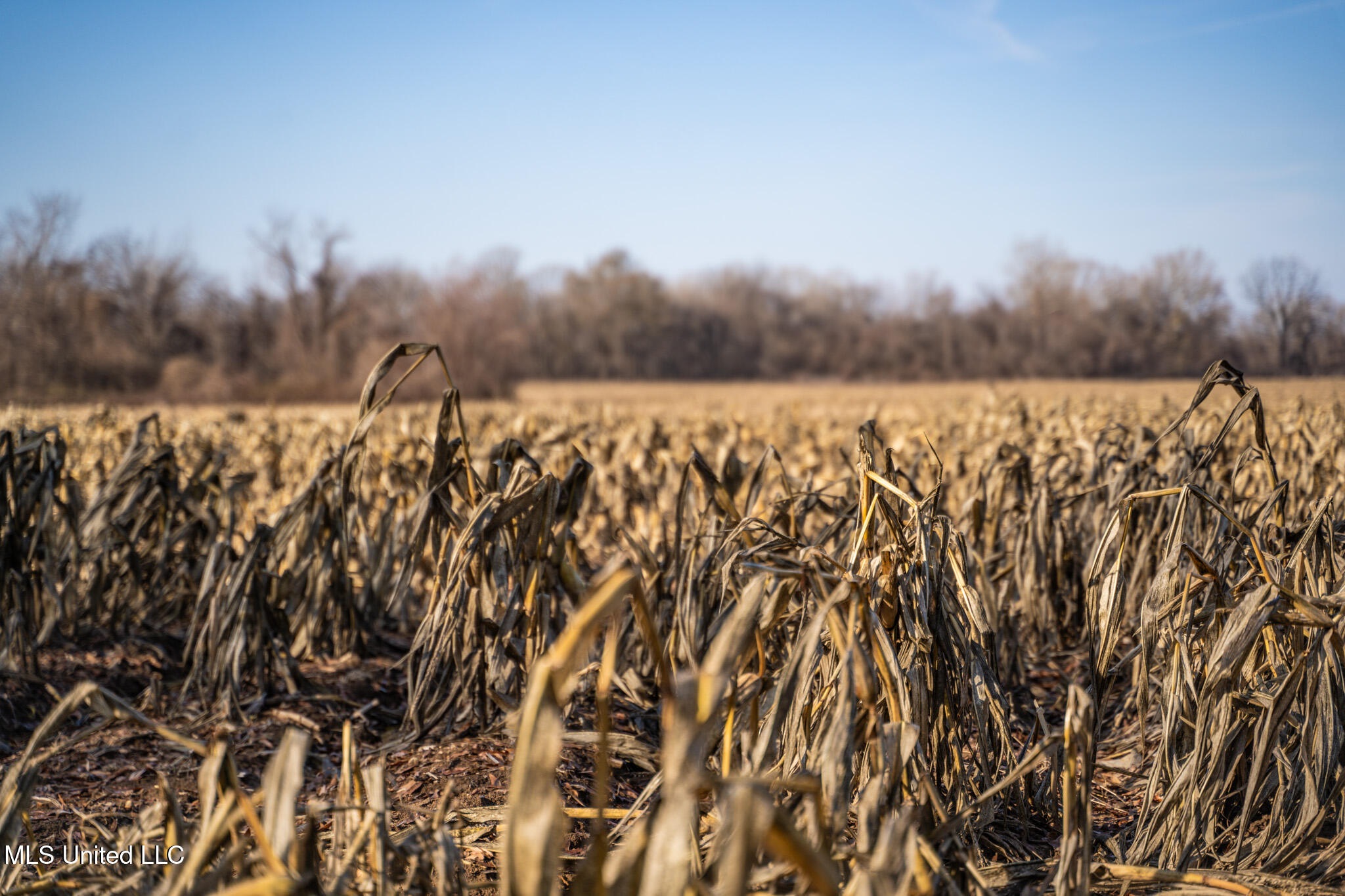 Buckeye Rd Road Greenwood, MS 38930 - Photo 20 of 24 DSC09317