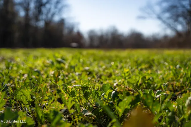 $495,000 | Buckeye Rd Road, Greenwood, MS 38930