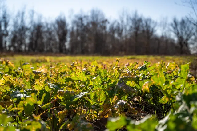 $495,000 | Buckeye Rd Road, Greenwood, MS 38930