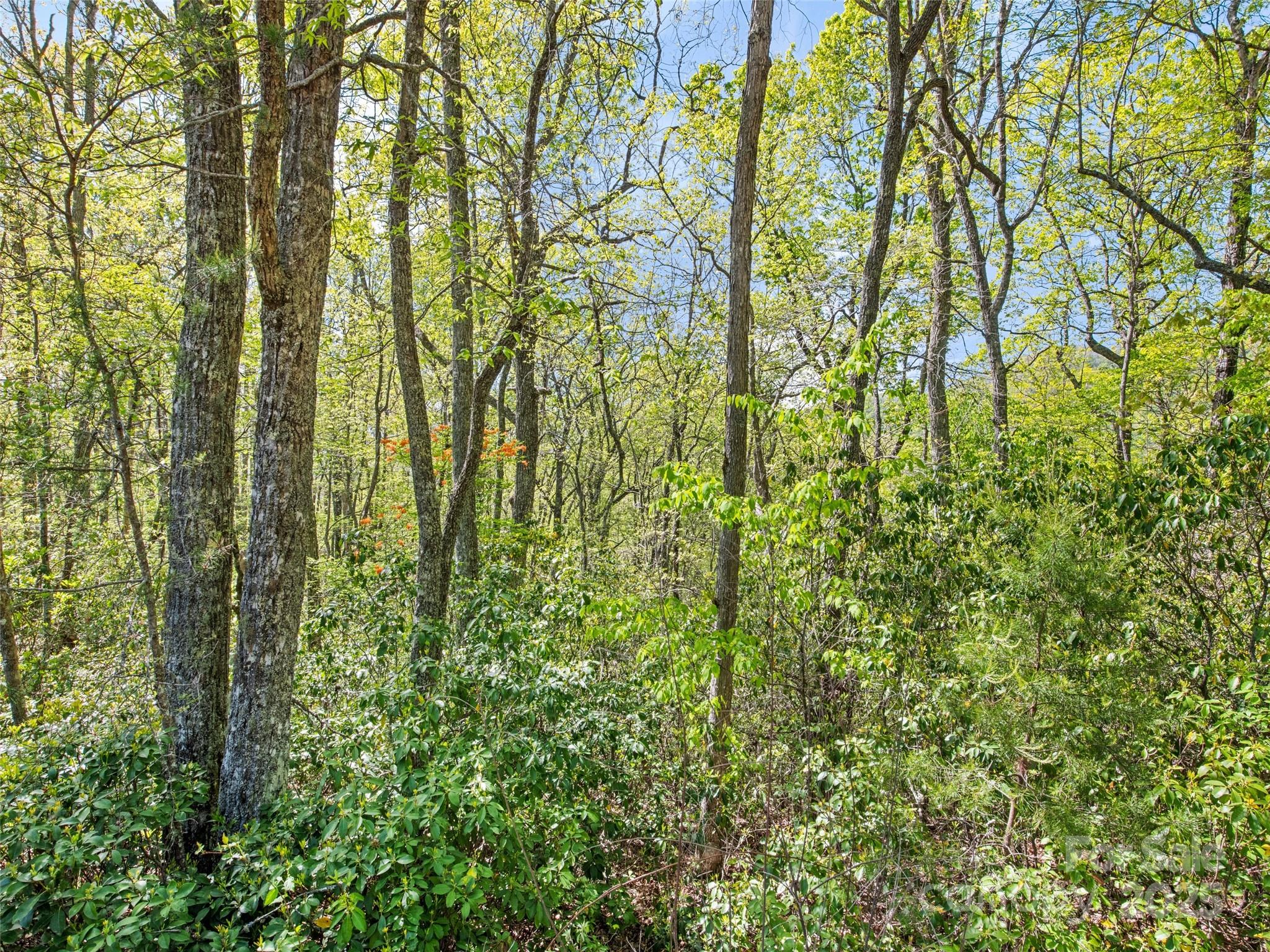 0 Piney Grove Road, Unit 1 Franklin, NC 28734 - Photo 11 of 12 a view of forest