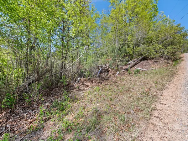 a view of a forest with trees in the background