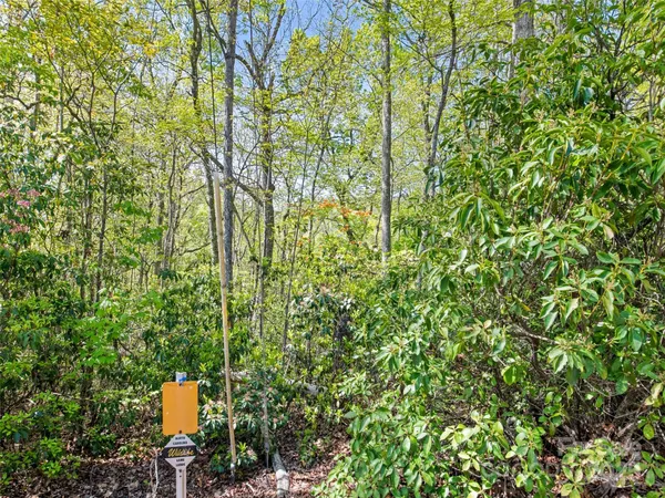 a view of forest