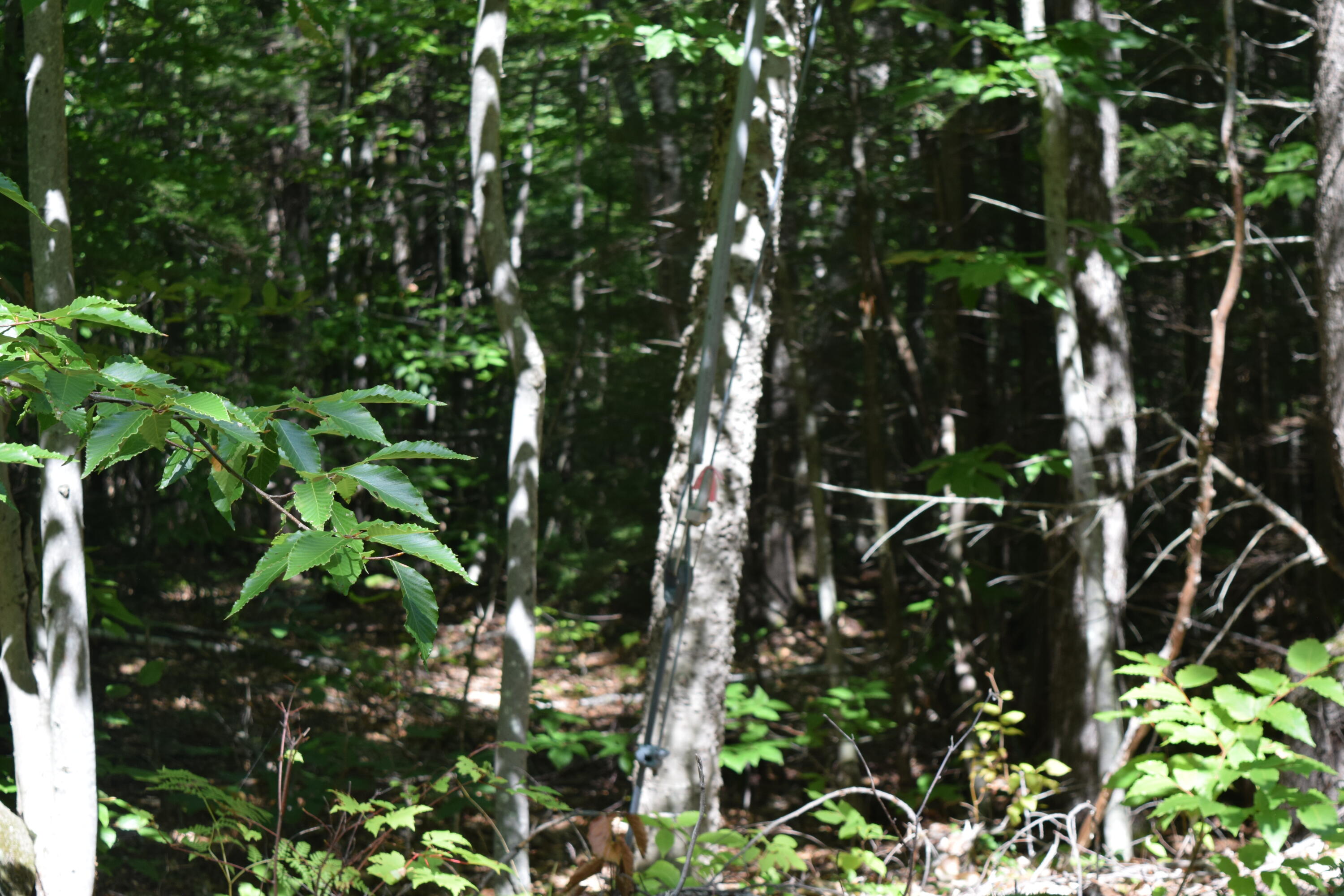 Map3-lot8d Hall Road Sebago, ME 04029 - Photo 2 of 12 DSC_0011
