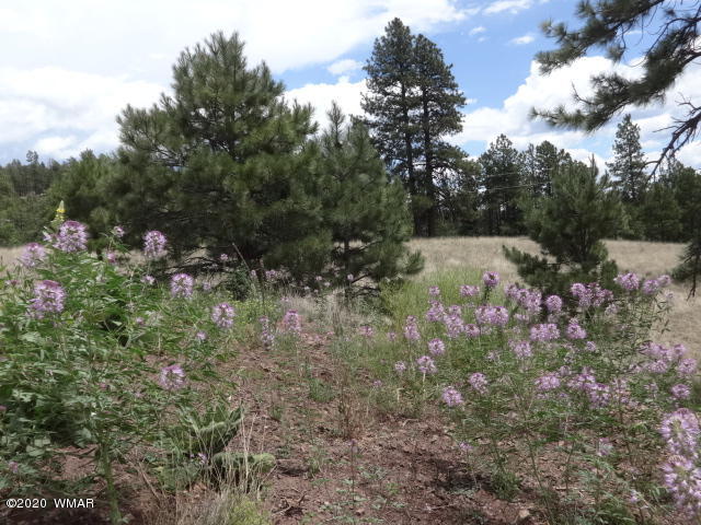 Lot 8 The Ranch Alpine, AZ 85920 - Photo 17 of 26 Gallery Image 17