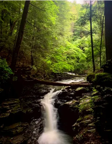 a view of a tree in a yard
