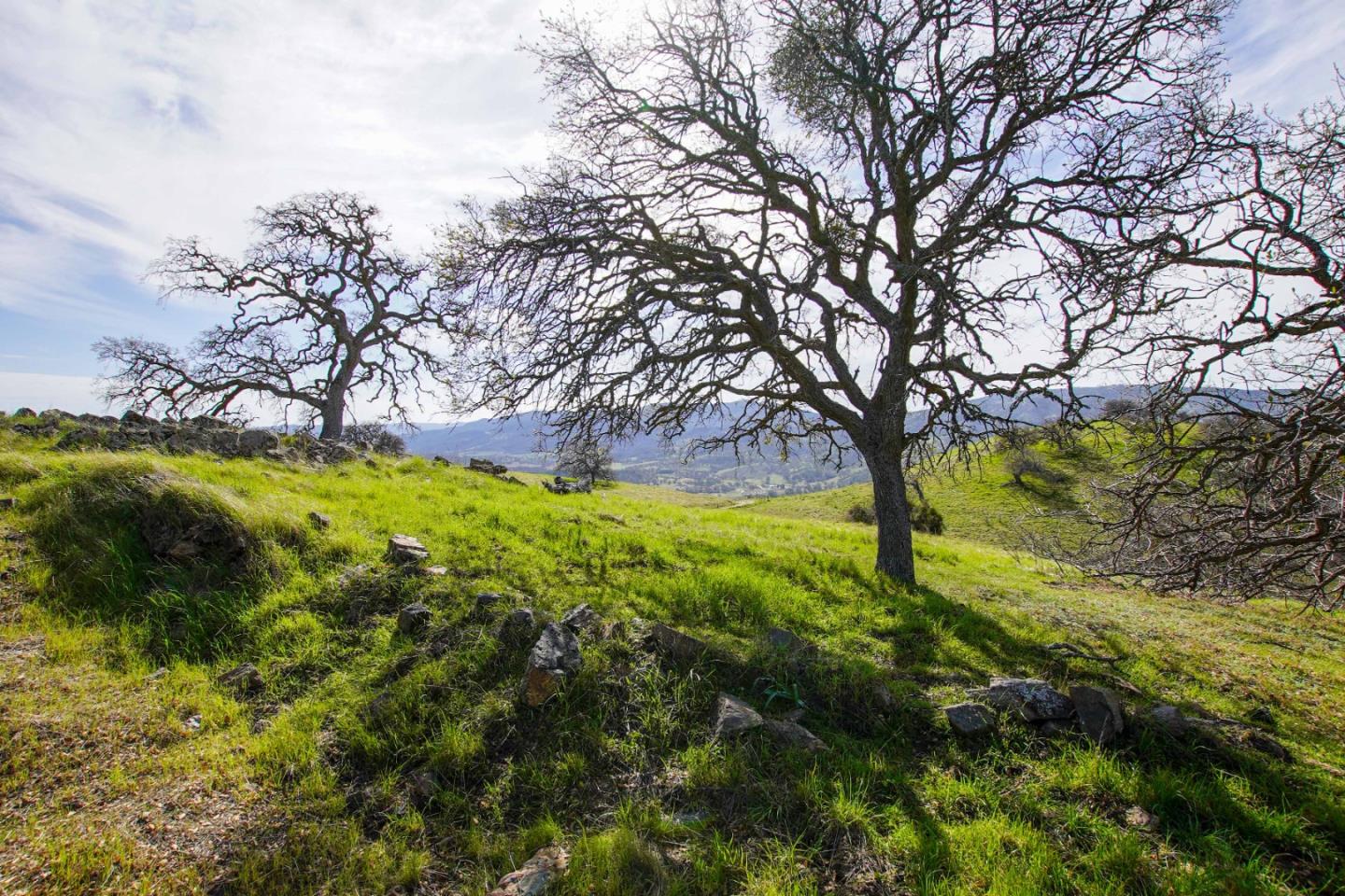 20041 Panoche Road Paicines, CA 95043 - Photo 1 of 10 a view of yard with large trees