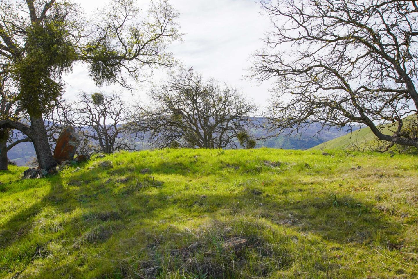 20041 Panoche Road Paicines, CA 95043 - Photo 5 of 10 a view of yard with large trees