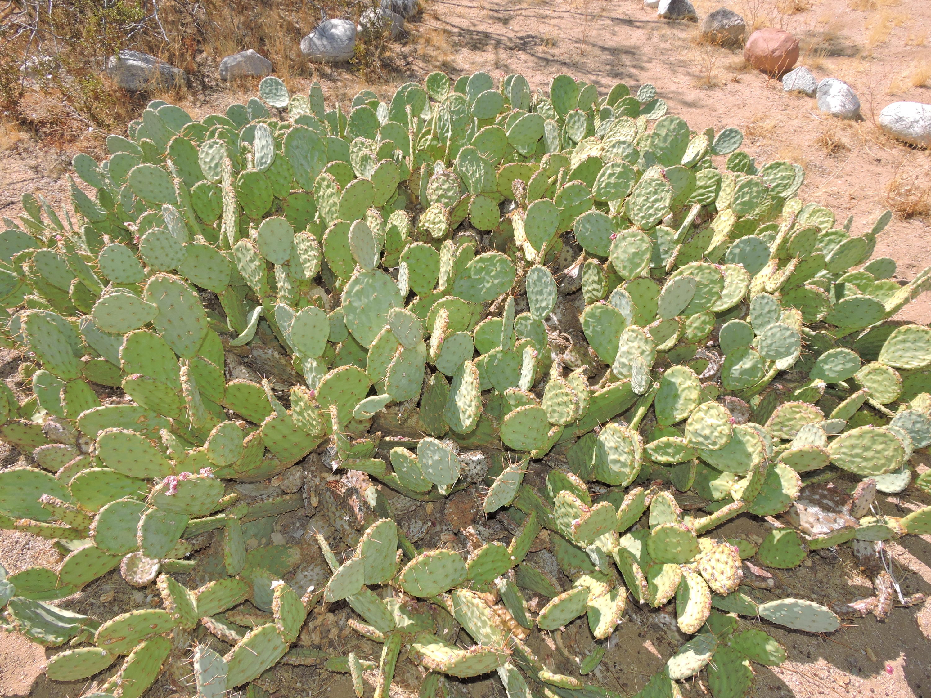 63533 Wagon Wheel Road Joshua Tree, CA 92252 - Photo 36 of 62 DSCN6435