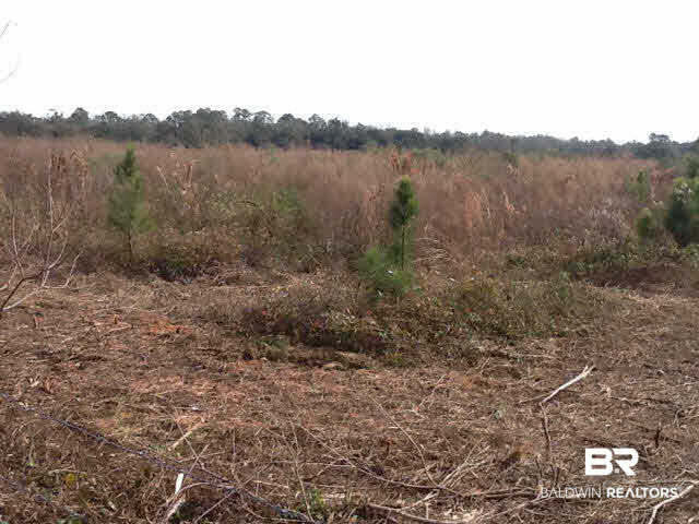 19534 South County Road 12 South Foley, AL 36535 - Photo 2 of 4