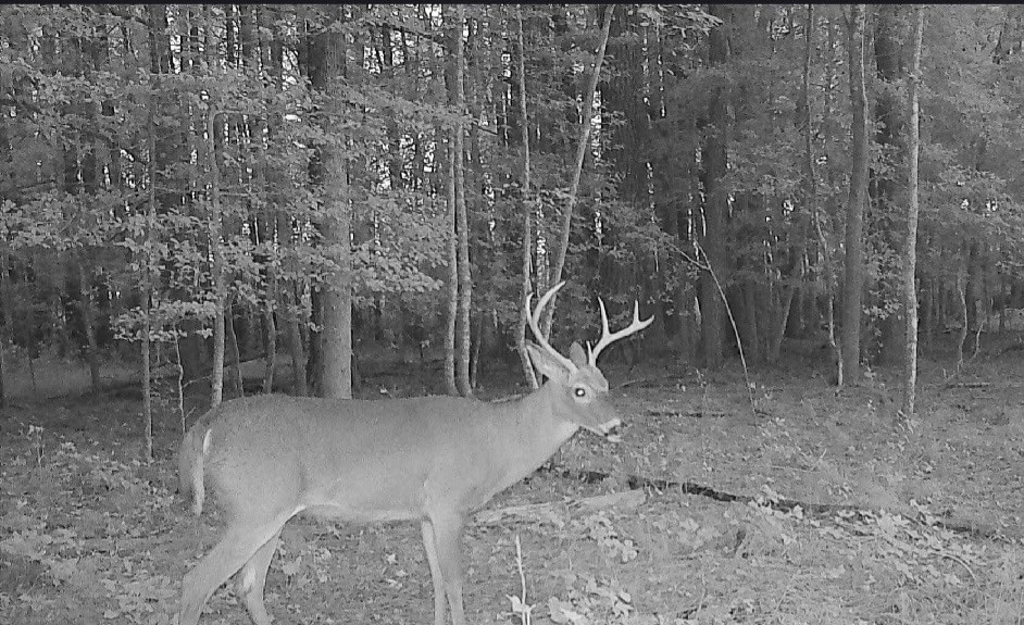 11.770 Daugherty Road Onancock, VA 23417 - Photo 4 of 13