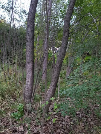 $74,900 | 13306 Ivy Street Southeast, Becker, MN 55308