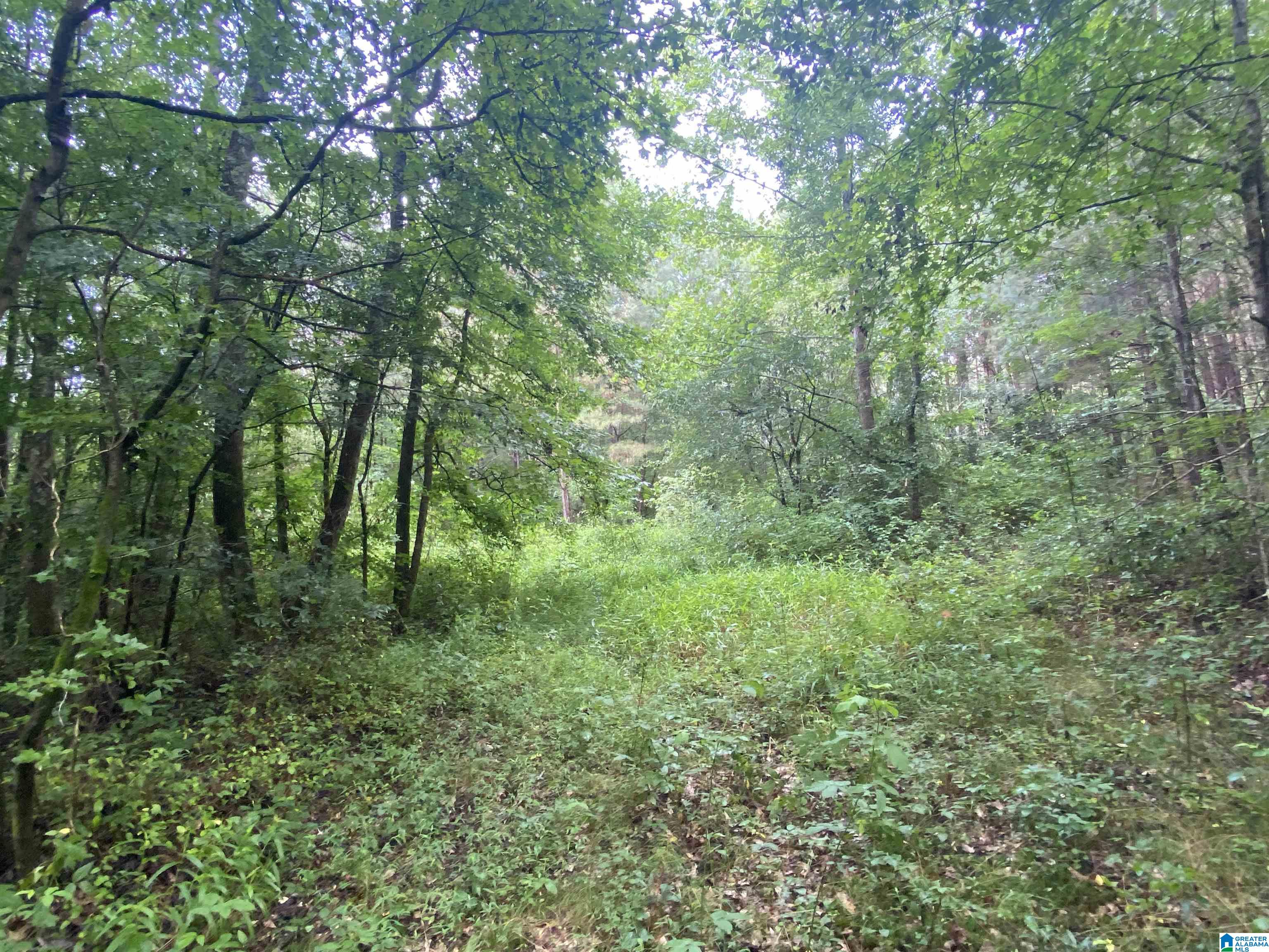 Bull Hollow Road, Unit 60 Odenville, AL 35120 - Photo 5 of 25