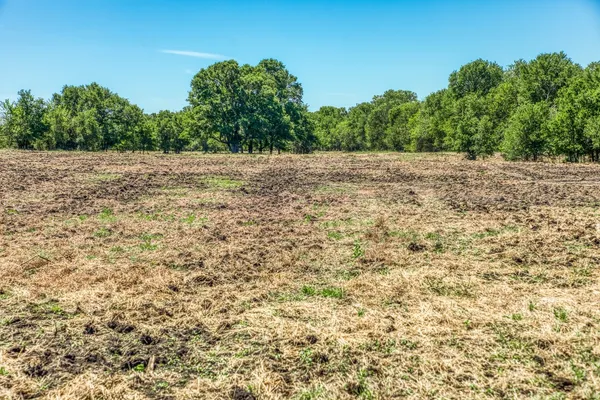 a view of a field with plants and trees in the background