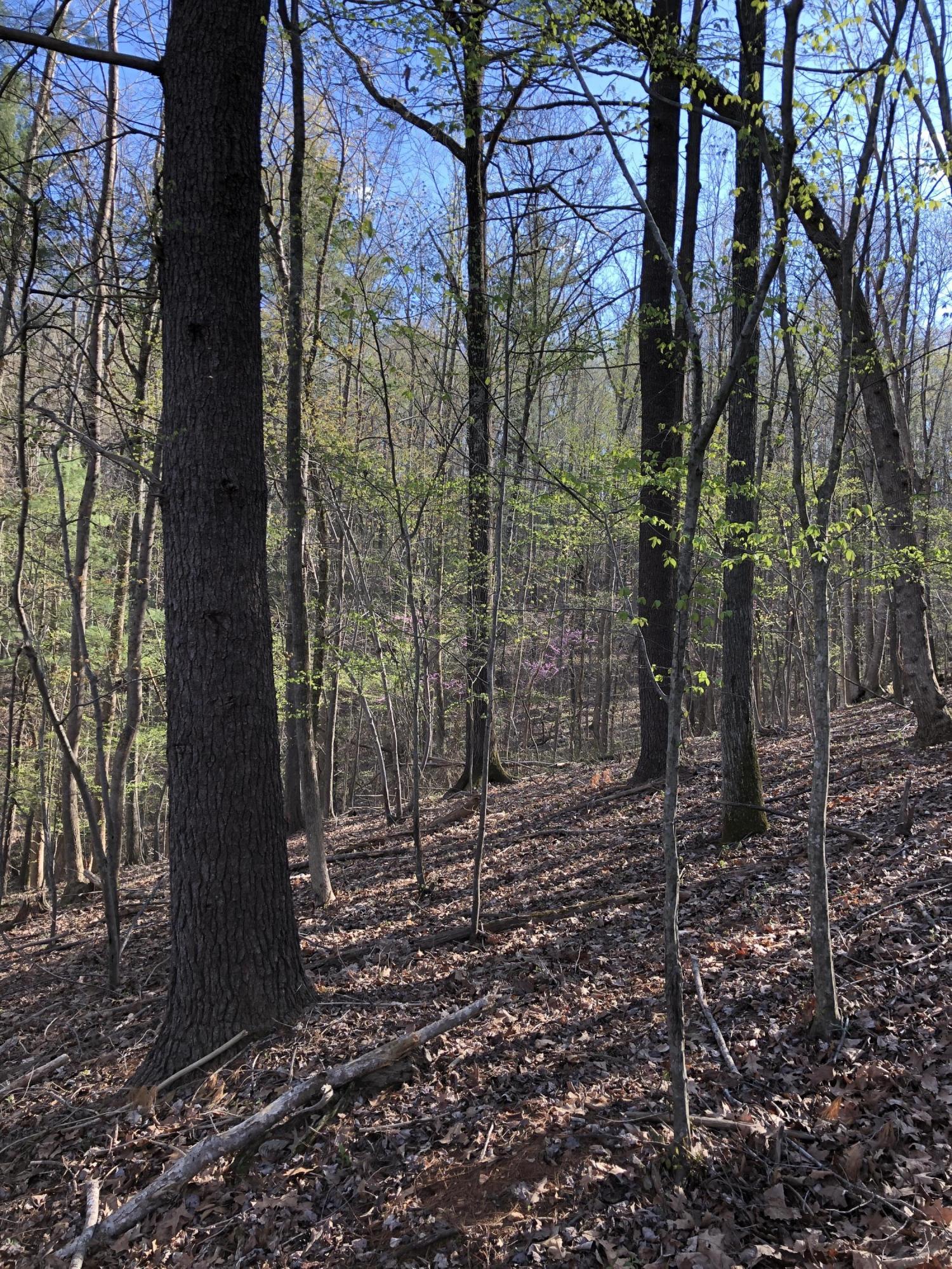 0 Jamestown Road Rocky Mount, VA 24151 - Photo 30 of 37 IMG_1795