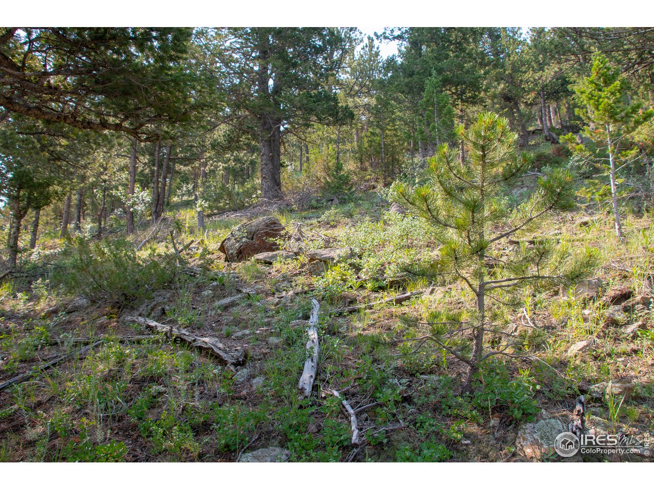 558 Upper Venner Road Estes Park, CO 80517 - Photo 13 of 14