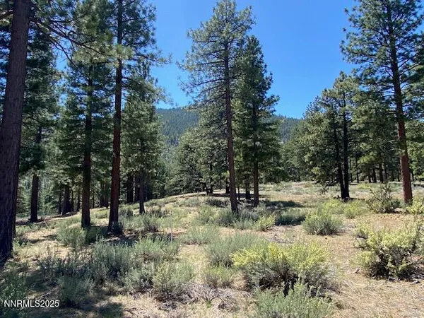 a view of a covered with trees