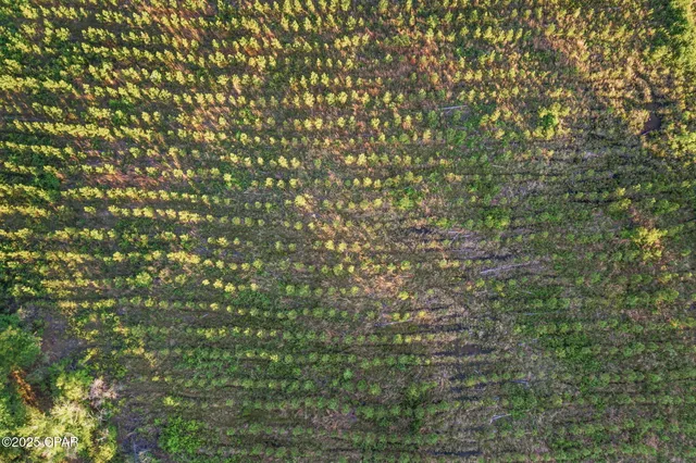 $44,999 | 177 Bonifay, Unit LOT 1, Bonifay, FL 32425