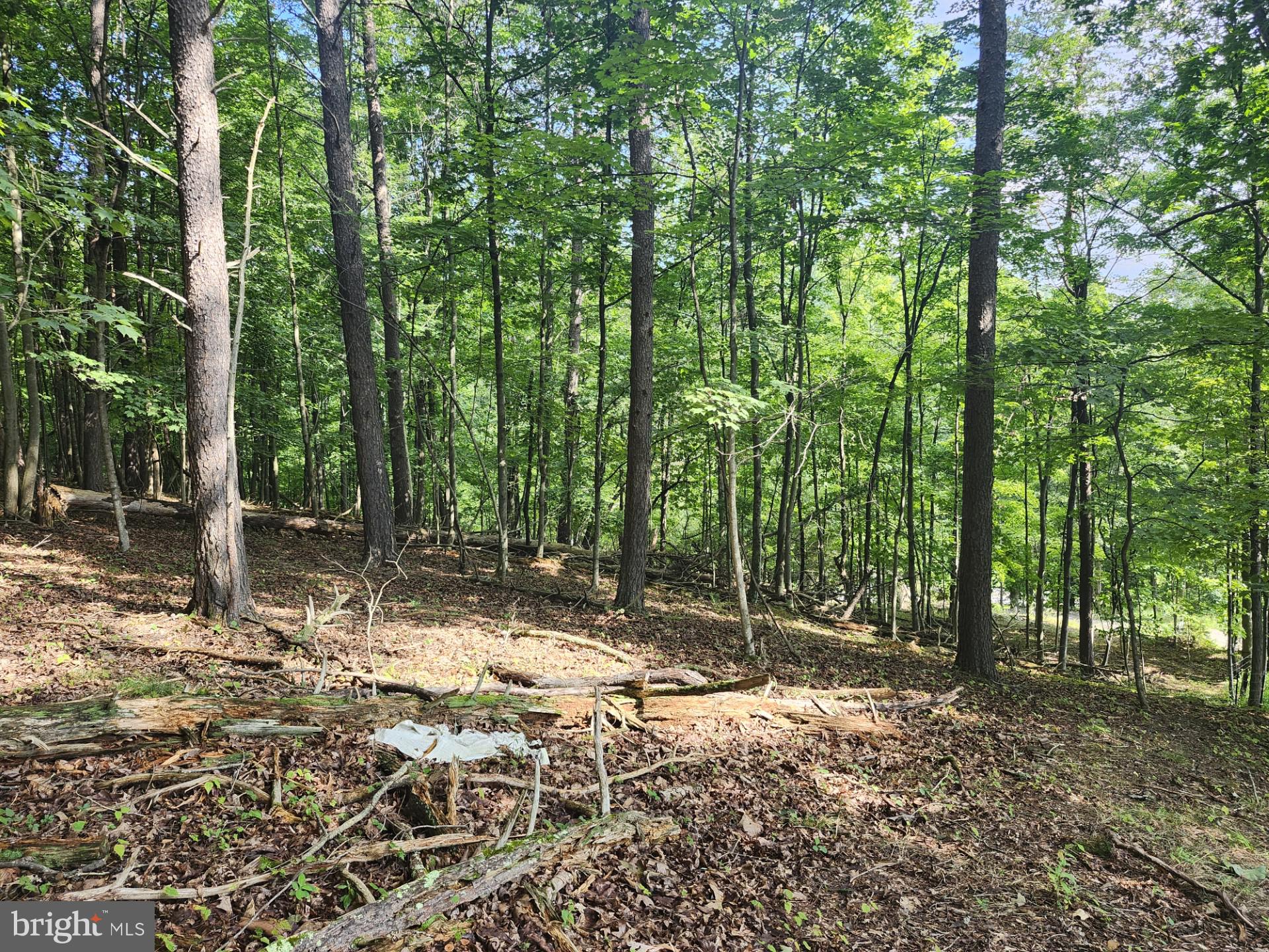 497 Dry Run Road Burlington, WV 26710 - Photo 45 of 80 Gallery Image 45