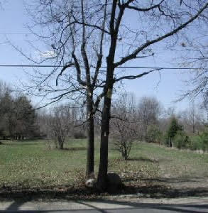 Thomson Rd.