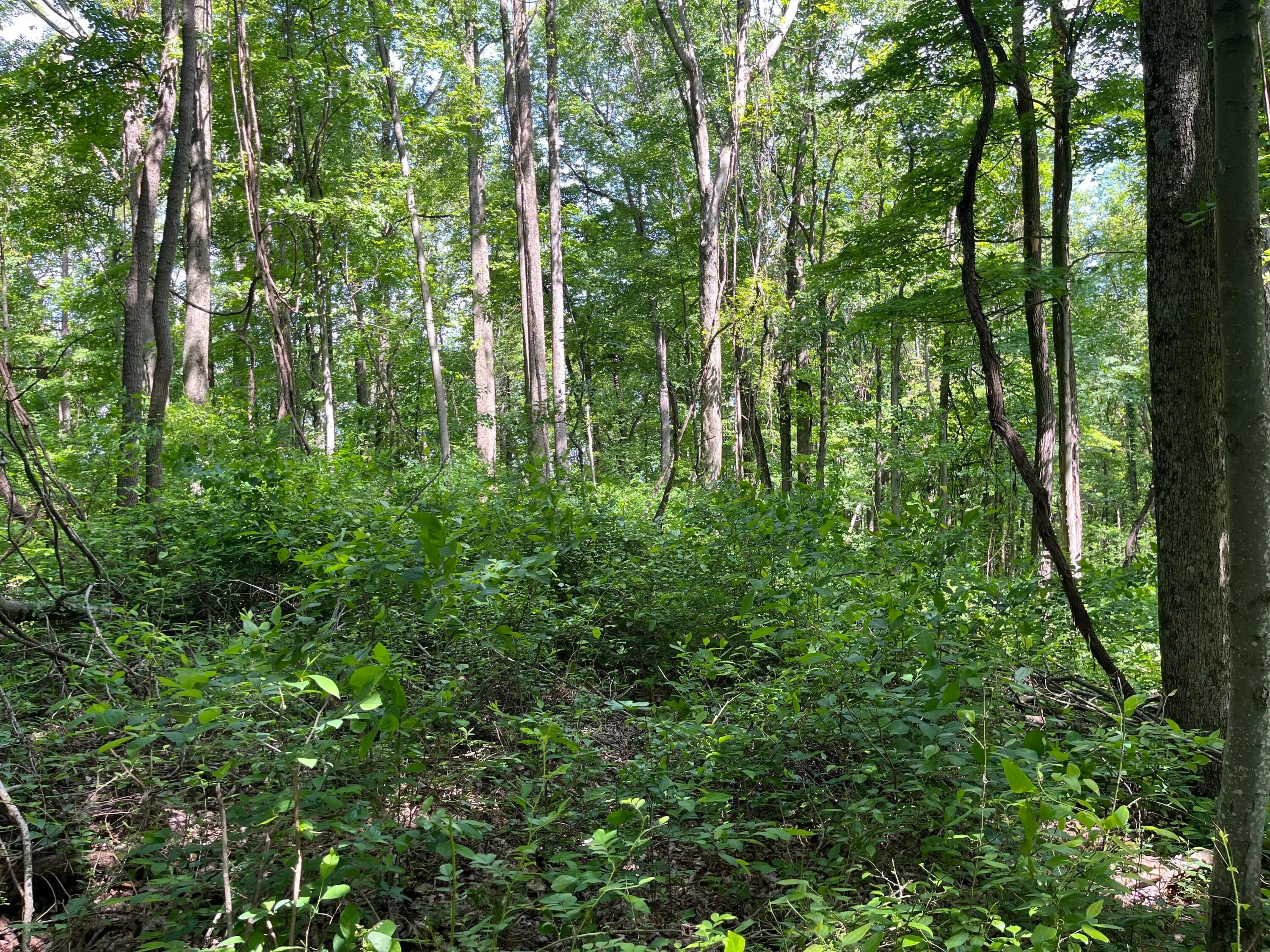 15359 Burcham Road Logan, OH 43138 - Photo 9 of 9 IMG_5017