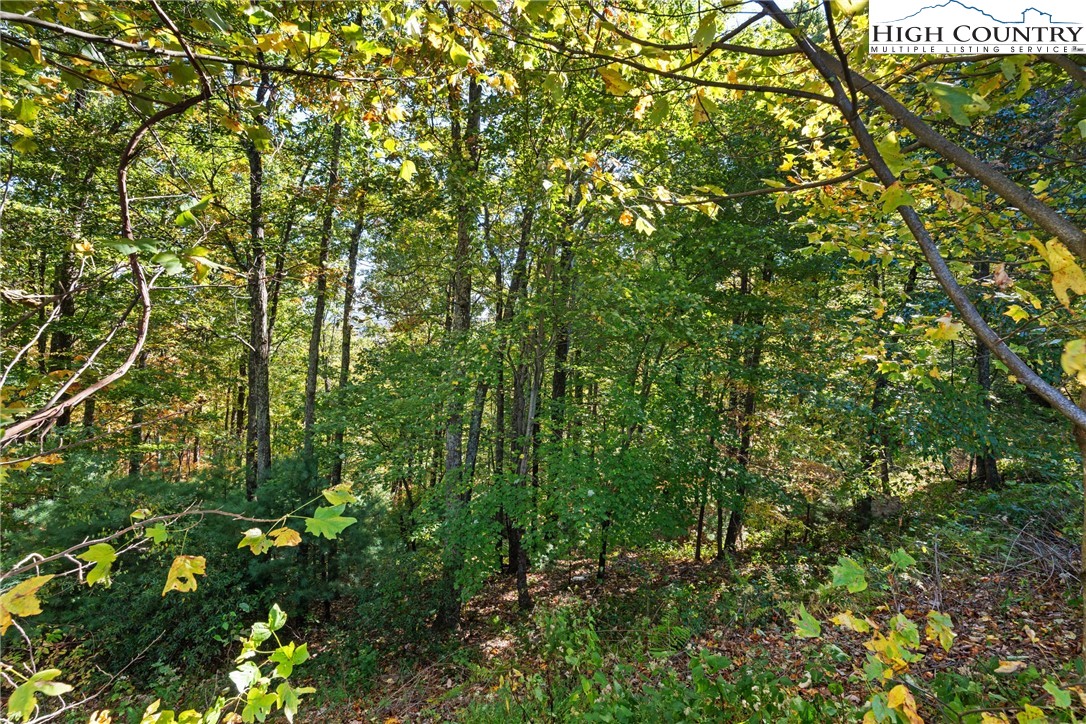 Reynolds Parkway Boone, NC 28607 - Photo 14 of 19 a view of a lush green forest
