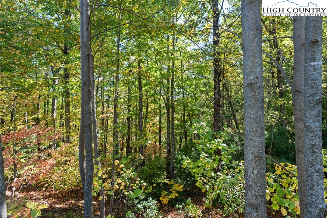 Reynolds Parkway Boone, NC 28607 - Photo 15 of 19 a close up of a plant