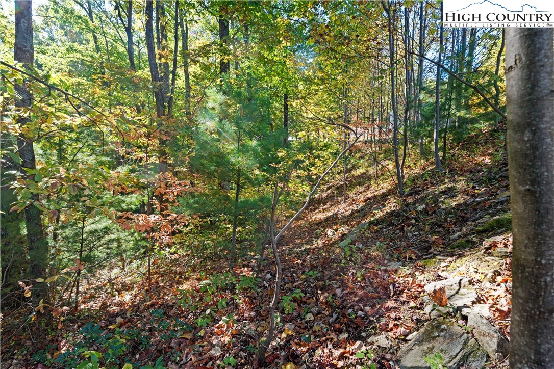 Reynolds Parkway Boone, NC 28607 - Photo 17 of 19 a view of a tree in a yard