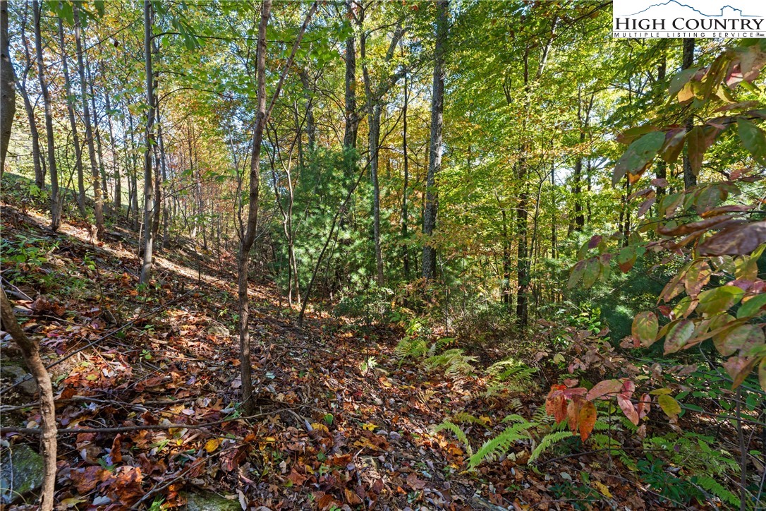 Reynolds Parkway Boone, NC 28607 - Photo 18 of 19 a view of a tree