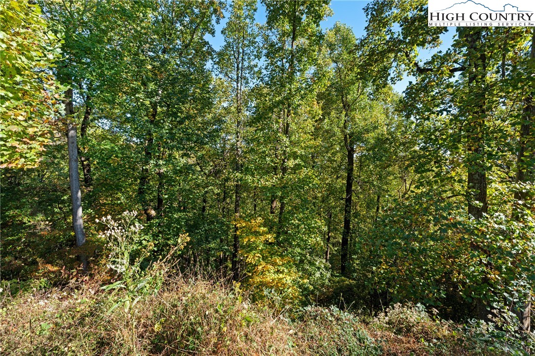 Reynolds Parkway Boone, NC 28607 - Photo 10 of 19 a view of a lush green forest