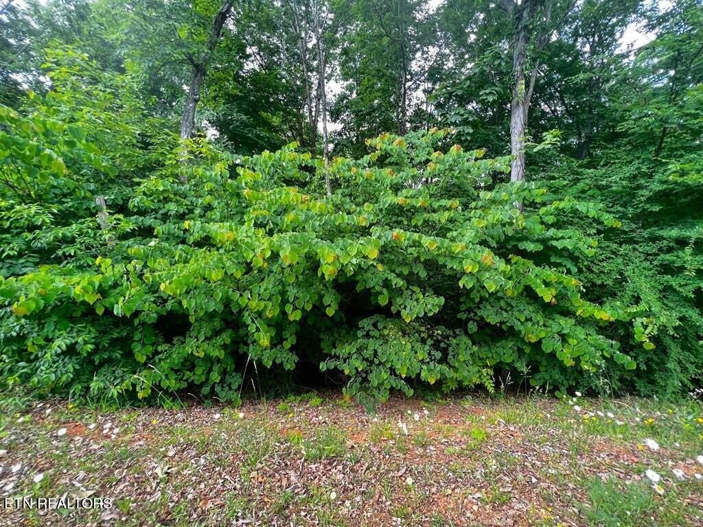 1955 Turner Landing Road Russellville, TN 37860 - Photo 4 of 23 20230520141845731746000000-o