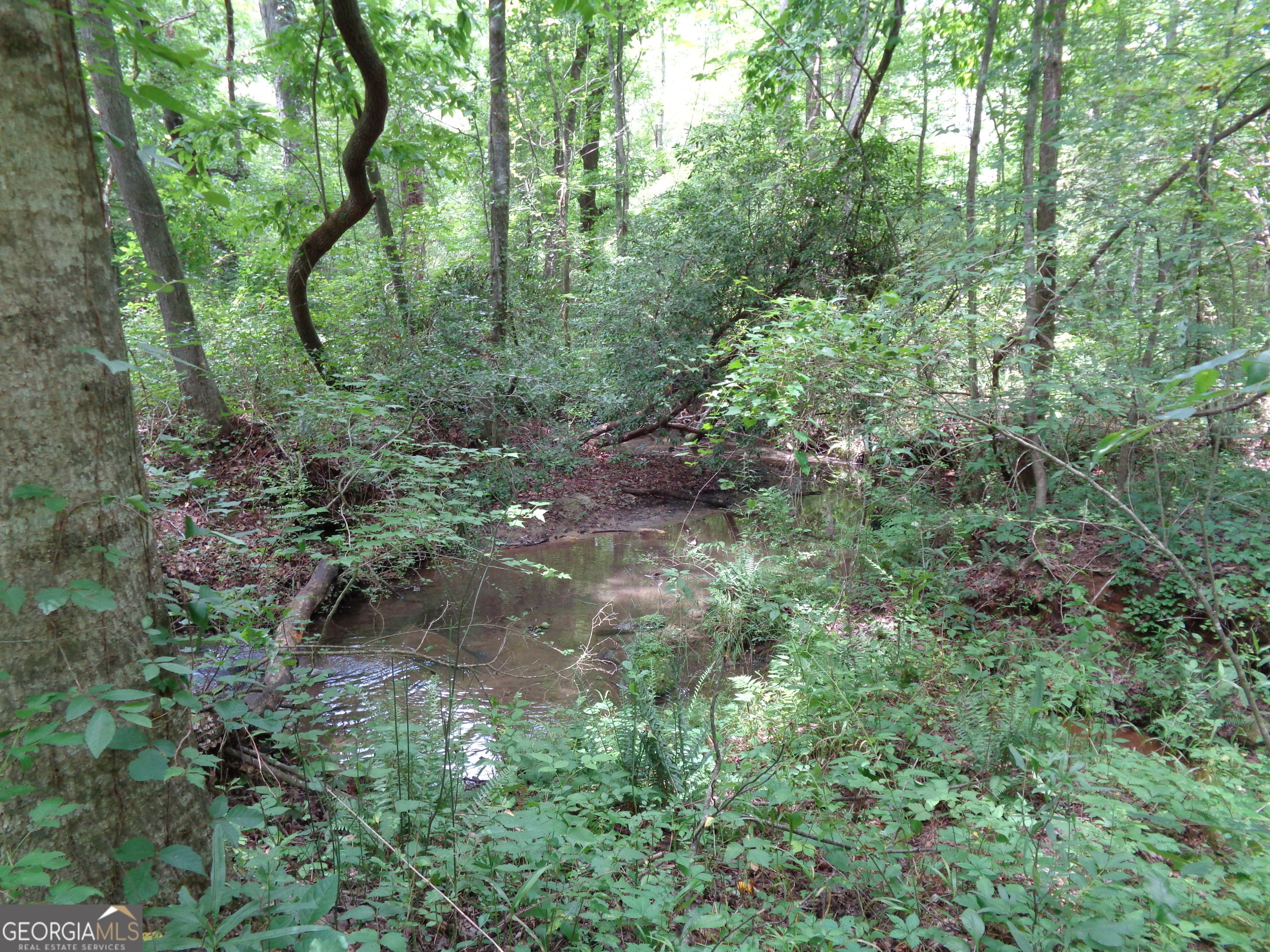 2411 Kesler Road Carnesville, GA 30521 - Photo 7 of 61 a view of a forest with trees