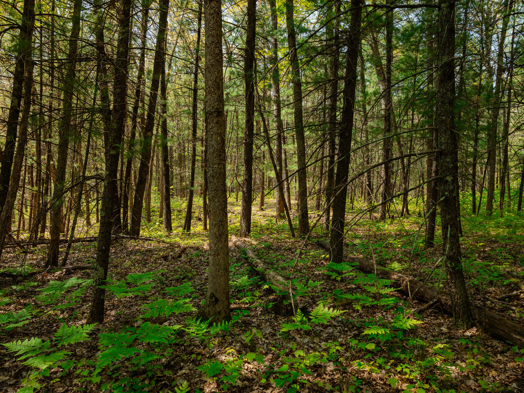 2 East Koenig Road Free Soil, MI 49411 - Photo 11 of 15 048A9829