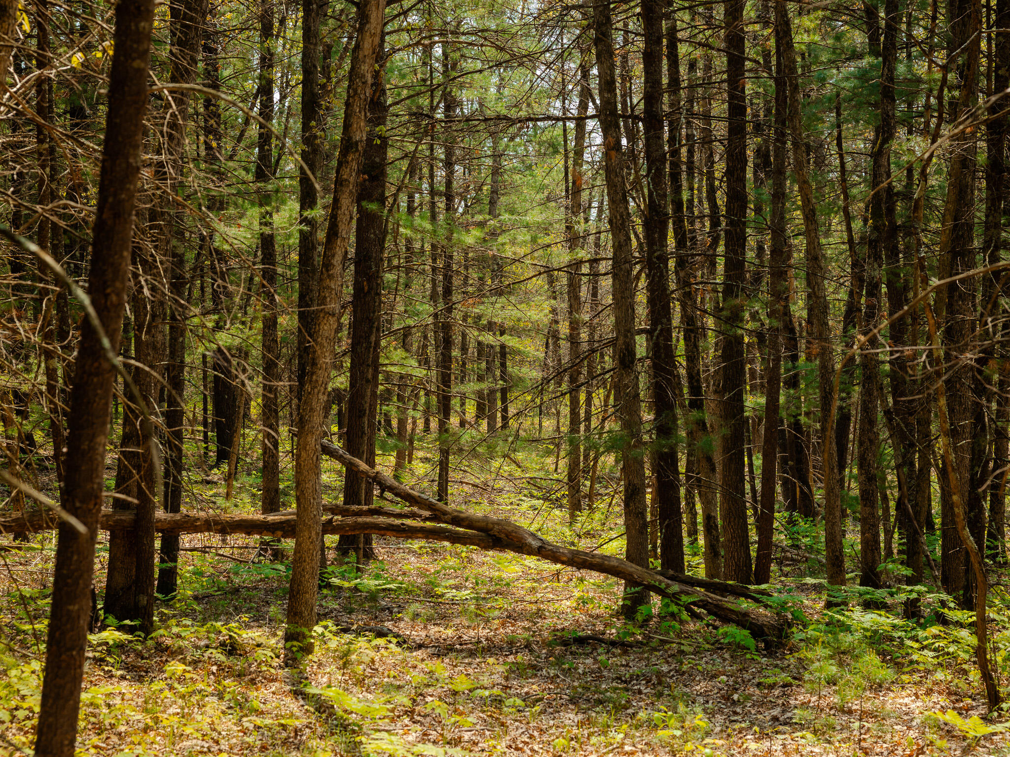 2 East Koenig Road Free Soil, MI 49411 - Photo 3 of 15 048A9793
