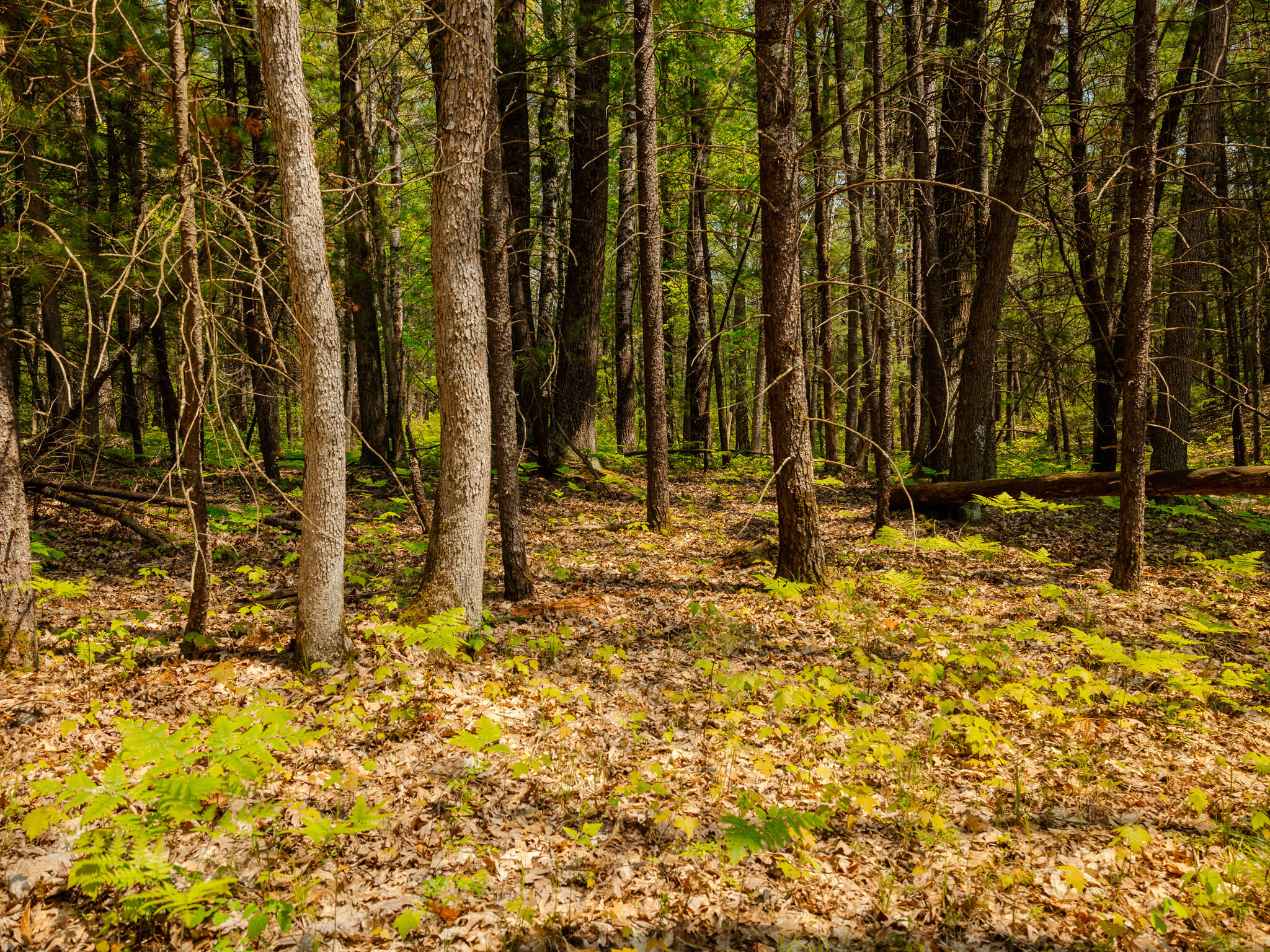 2 East Koenig Road Free Soil, MI 49411 - Photo 4 of 15 048A9801