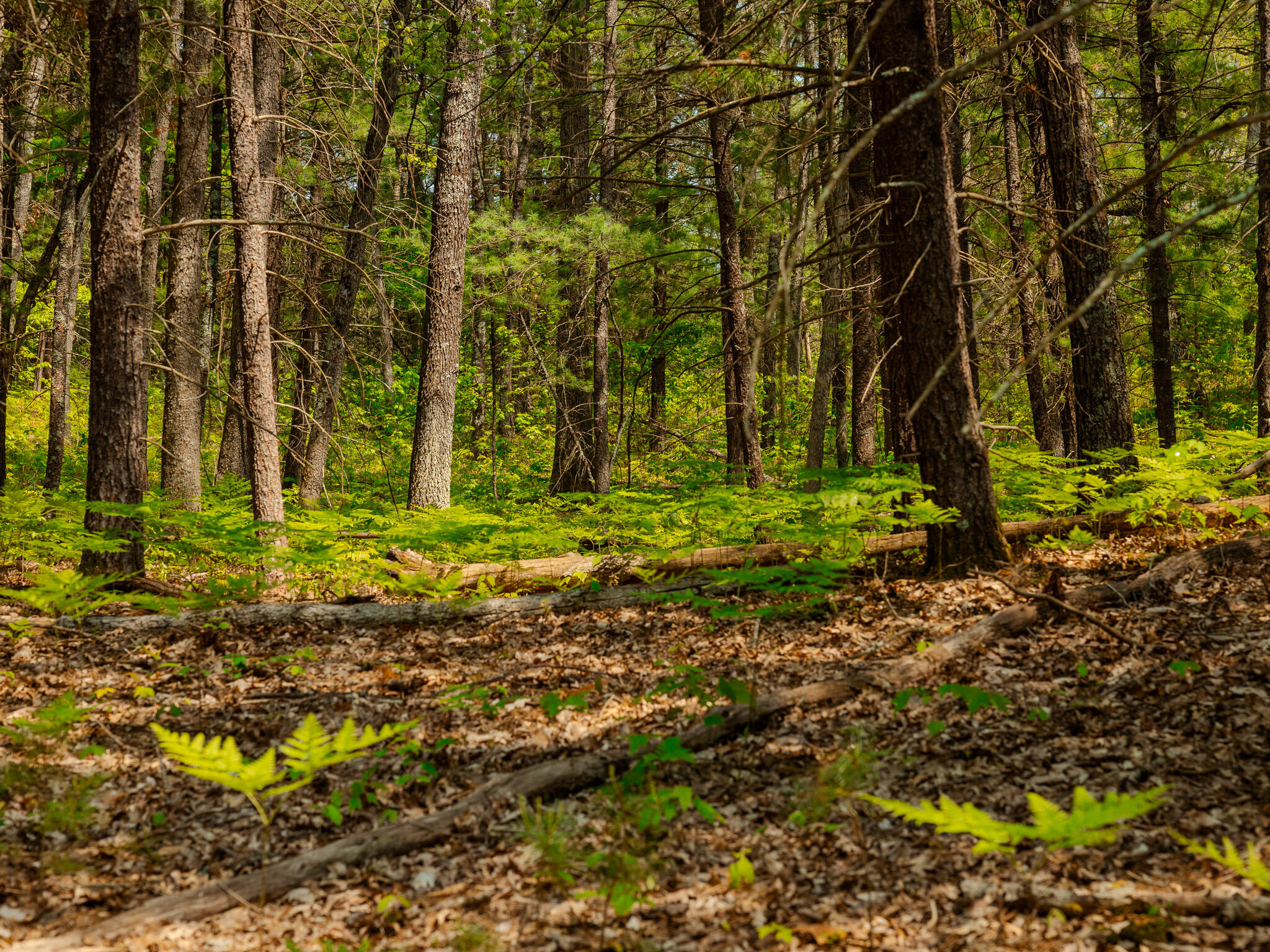 2 East Koenig Road Free Soil, MI 49411 - Photo 5 of 15 048A9805