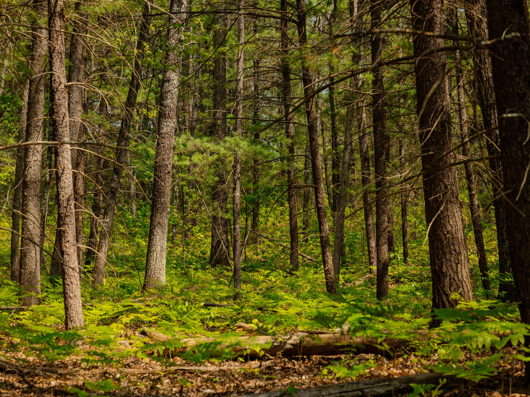 2 East Koenig Road Free Soil, MI 49411 - Photo 6 of 15 048A9807