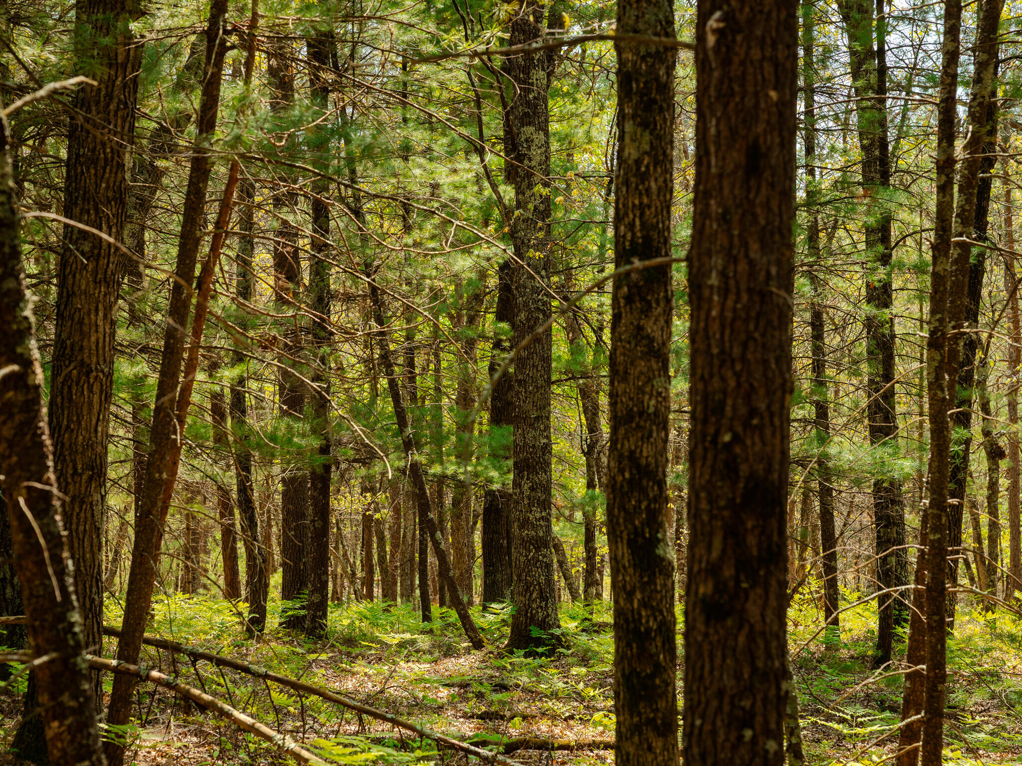 2 East Koenig Road Free Soil, MI 49411 - Photo 7 of 15 048A9810