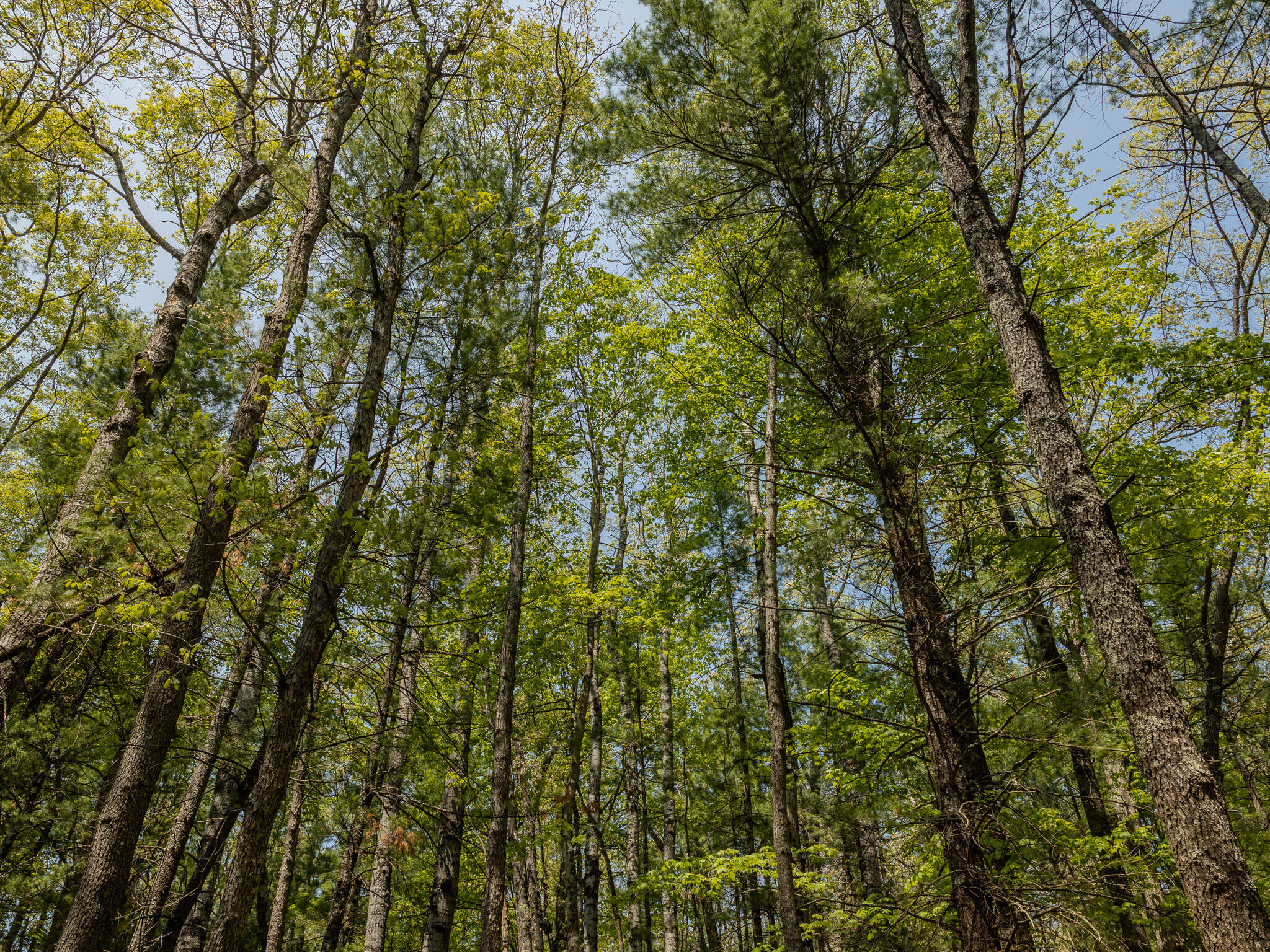 2 East Koenig Road Free Soil, MI 49411 - Photo 9 of 15 048A9826