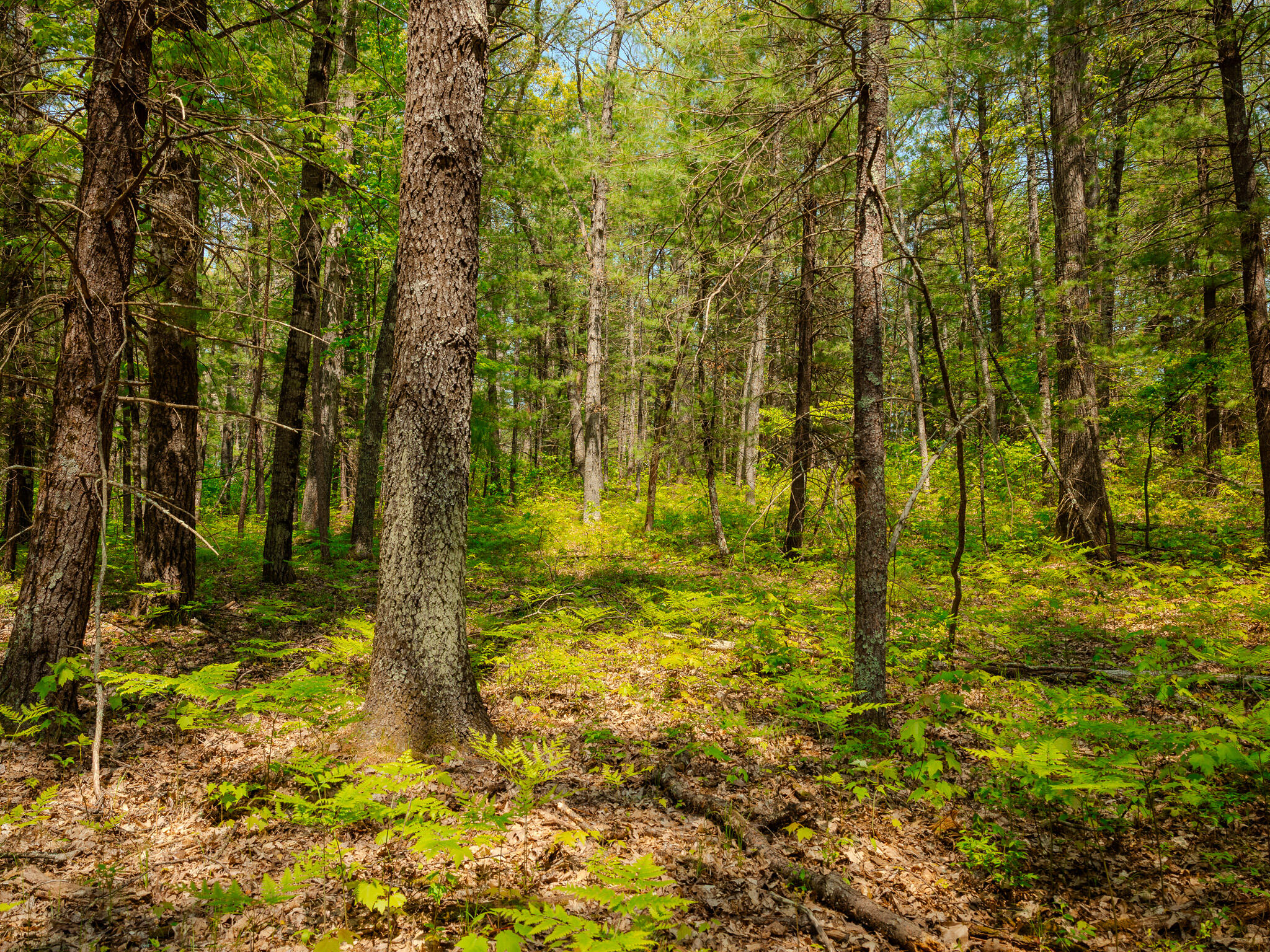 2 East Koenig Road Free Soil, MI 49411 - Photo 10 of 15 048A9827