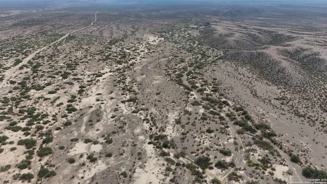a view of a dry yard with large trees