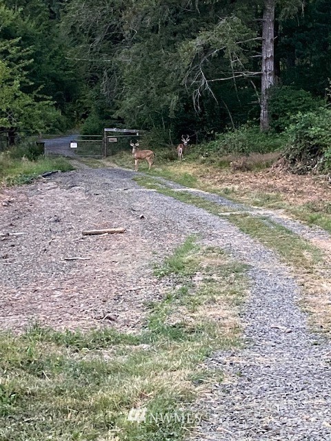 18709 Erickson Road Southwest Longbranch, WA 98349 - Photo 4 of 9