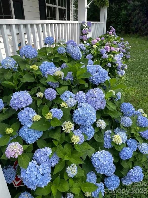 276 Springlake Road, Unit 6 York, SC 29745 - Photo 4 of 31 a bunch of flowers in the back yard of flowers