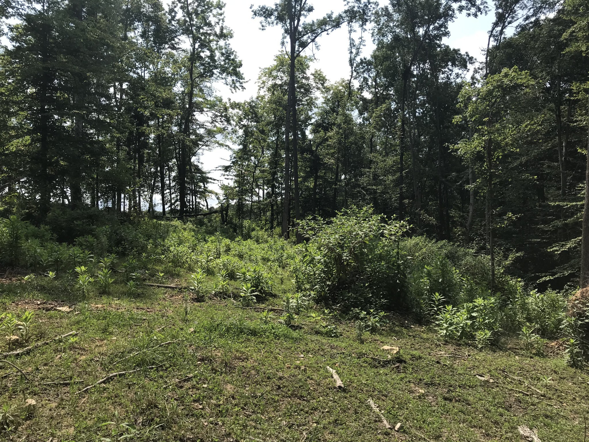 1 Pea Ridge Road Liberty, TN 37095 - Photo 11 of 22 a view of a garden