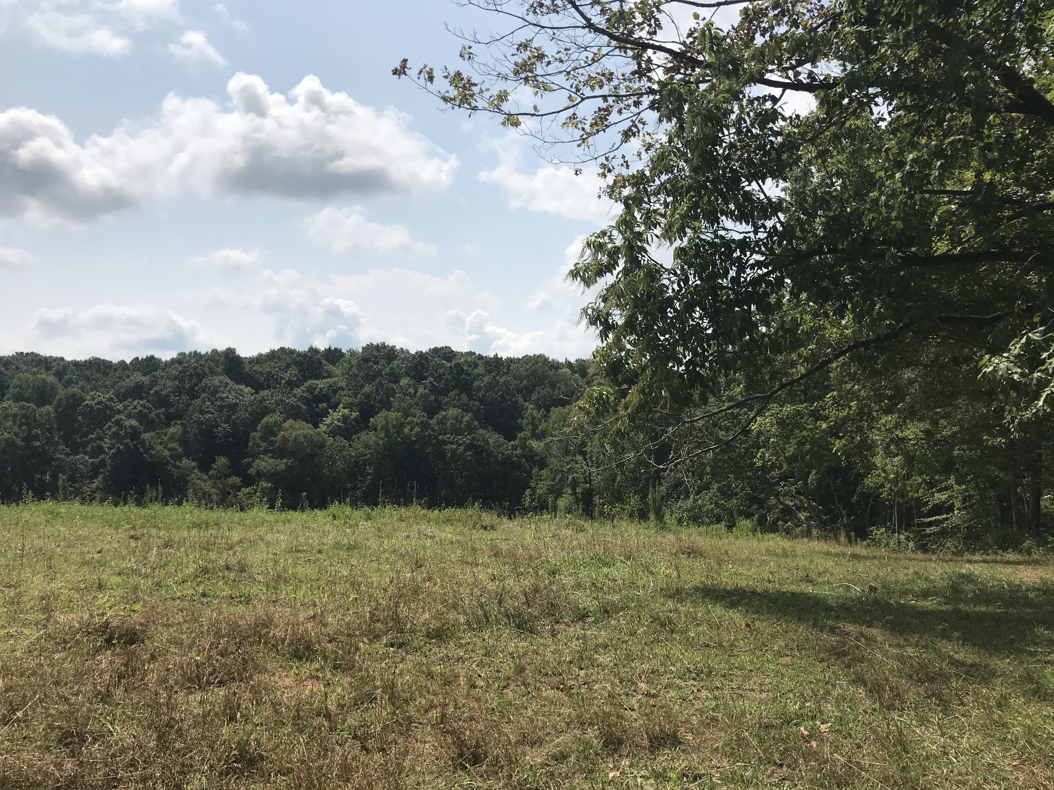 1 Pea Ridge Road Liberty, TN 37095 - Photo 12 of 22 a view of a yard with a tree